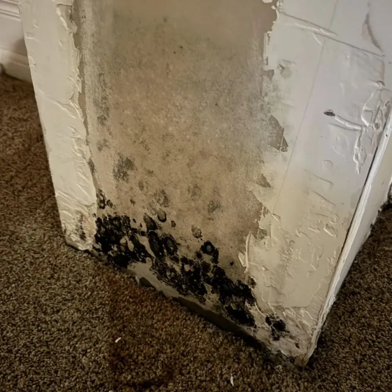 Professional Mold Removal in Burke, SD